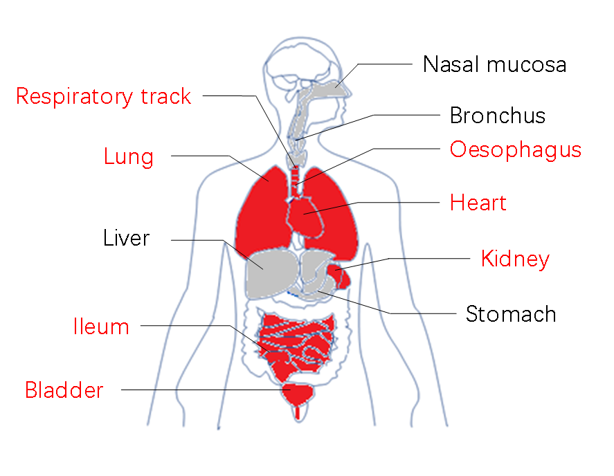 【重磅】上海交通大学韩泽广团队单细胞分析揭示新型冠状病毒潜在易感器官