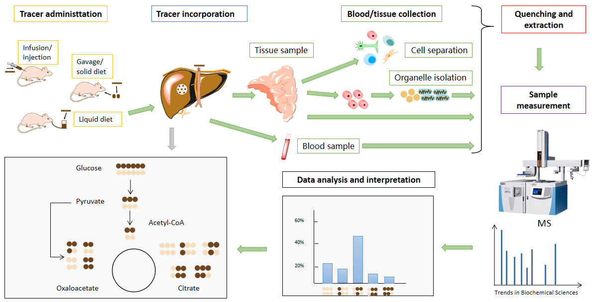 一文全面了解代谢流-新型的代谢组学技术