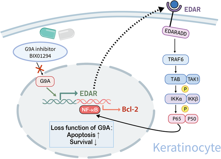 【研究前沿】重庆大学附属三峡医院印明柱教授团队发现G9a通过EDAR-NFκB途径调控角质形成细胞增殖与凋亡参与银屑病发展