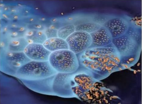 预测PD-1治疗后的早期反应,18F-FDG PET/CT很给力