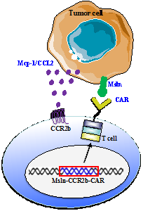 【重磅】朱焕章团队报告趋化因子受体修饰CART可提高其体内抗肿瘤活性